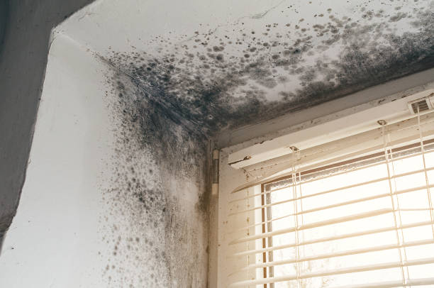 Trusted Basement Mold Remediation service in Ardmore, PA - Cheap Mold Removal